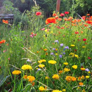 Tipps für einen igelfreundlichen Garten