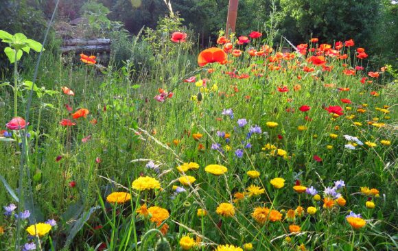 Tipps für einen igelfreundlichen Garten