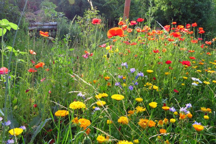 Tipps für einen igelfreundlichen Garten