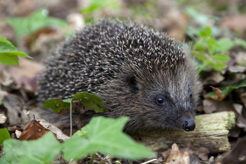 Igel auf der Roten Liste Bayerns