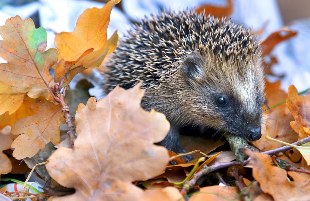 Igel-Junges im Herbstlaub © Wolfgang Kumm/dpa