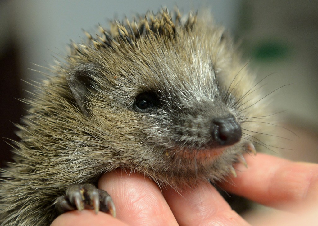 junger Igel auf der Hand © Peter Steffen/dpa