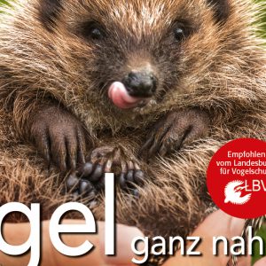 Igelbuch: Igel ganz nah