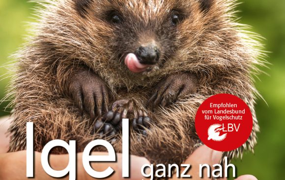 Igelbuch: Igel ganz nah