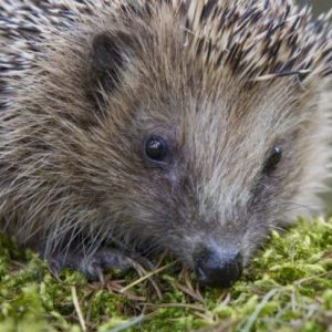 Was sagt das Gewicht über einen Igel aus?