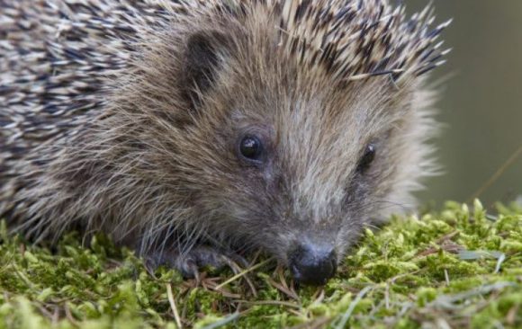 Was sagt das Gewicht über einen Igel aus?