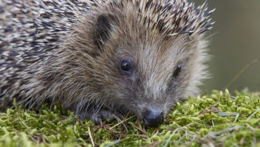 Was sagt das Gewicht über einen Igel aus?