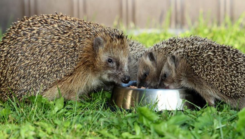 Igel-Ganzjahresfütterung