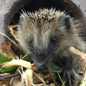 Igel im Herbst zufüttern