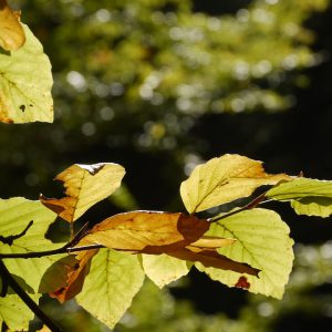 Kuschelburg für Igelkinder – Trocken durch den Herbst