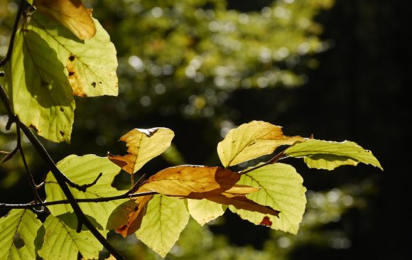 Kuschelburg für Igelkinder – Trocken durch den Herbst