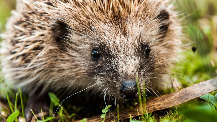 Igel haben Insekten zum Fressen gern