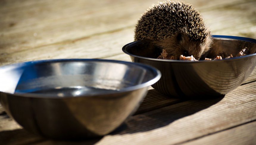 Igel füttern – Was Sie Igeln geben dürfen