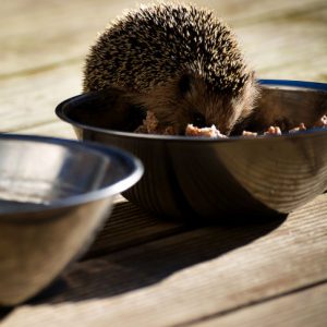 Igel füttern – Was Sie Igeln geben dürfen