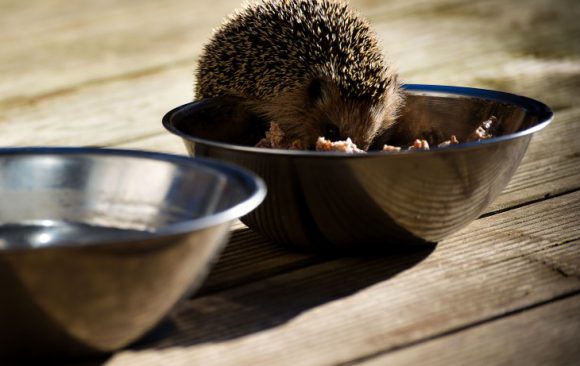 Igel füttern – Was Sie Igeln geben dürfen