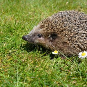 Igel Hubi kommt ins Fernsehen