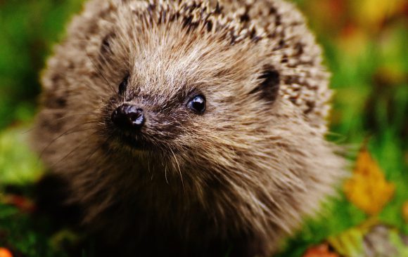 Igel zählen – Machen Sie mit!