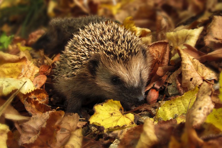 Igel-Tipps & Anleitungen herunterladen